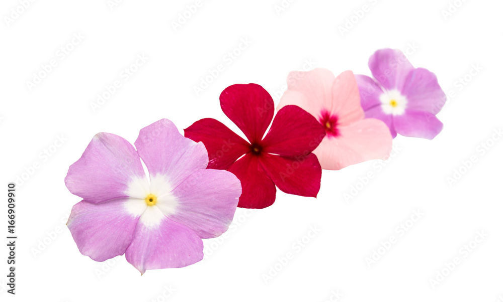 Pink periwinkle isolated Pink periwinkle isolated