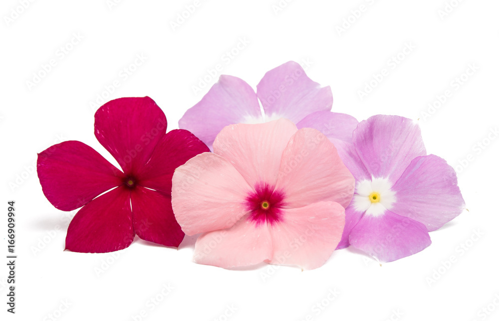 Pink periwinkle isolated Pink periwinkle isolated