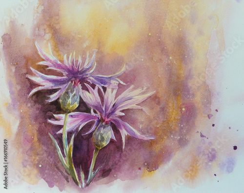 Nature background with delicate conflowers.Picture created with watercolors. photo