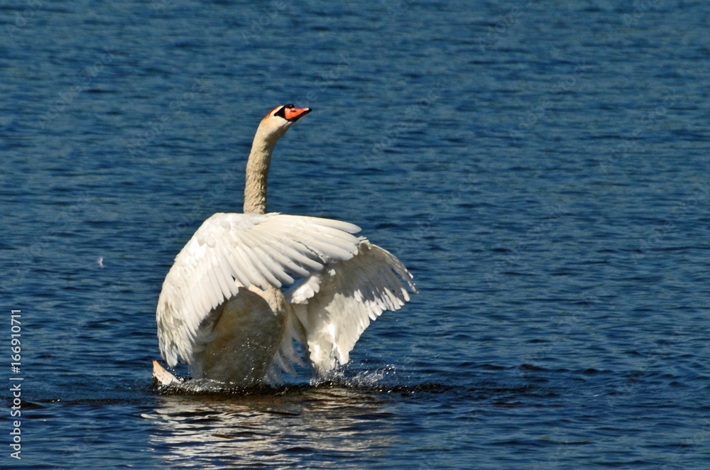 Obraz premium piękny łabędź