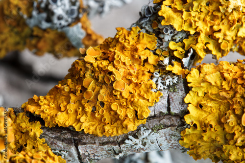 Photos Yellow lichen, xanthoria parietina, on dry branch of fruit tree, macro