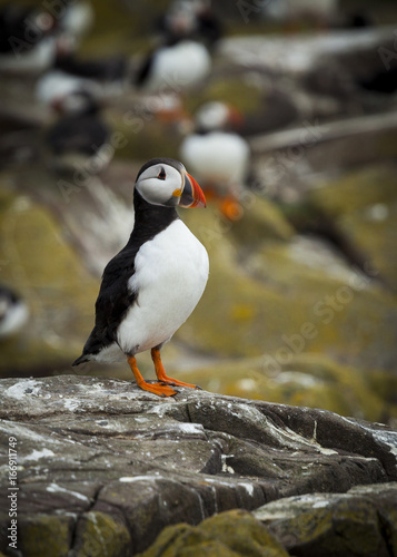 Puffin, Seabird. At annual nesting site on the Farne Islands, Northumberland, England, UK.