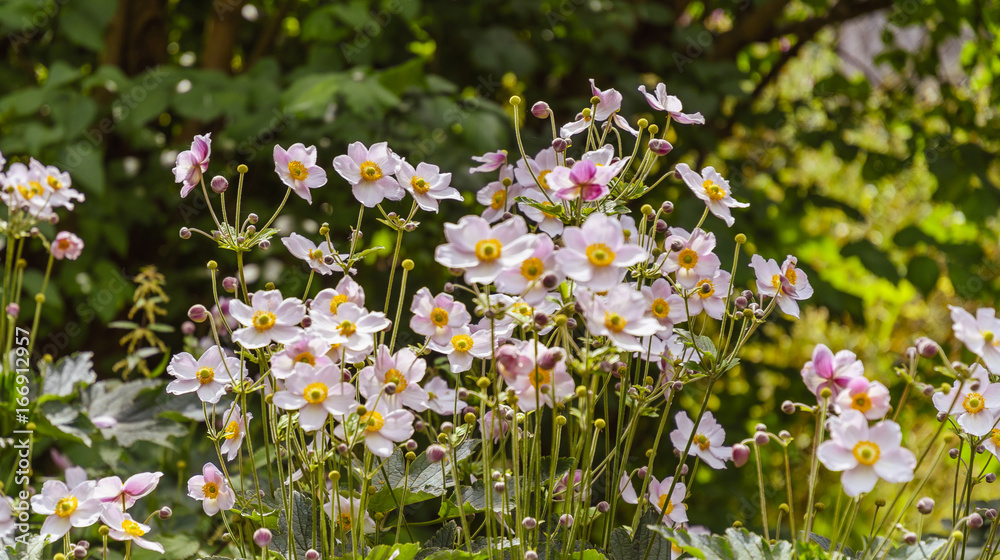Anemonen - Blumenwiese