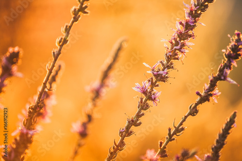 Flowers in the field © danieleorsi