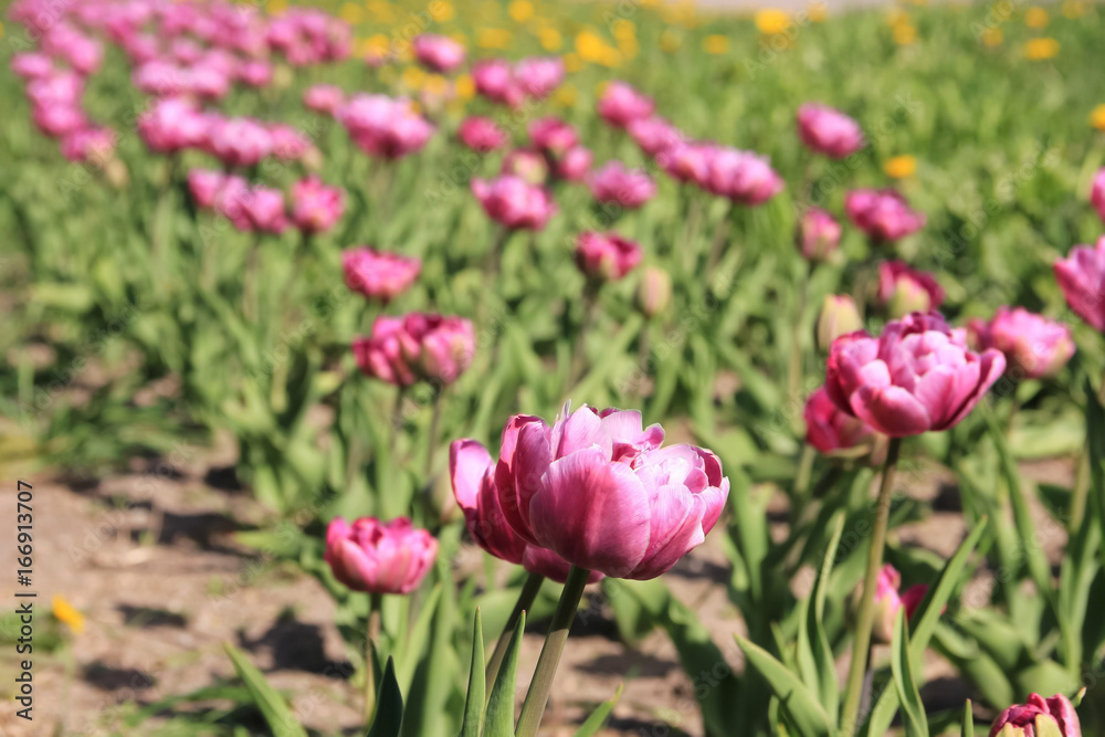 Purple tulips