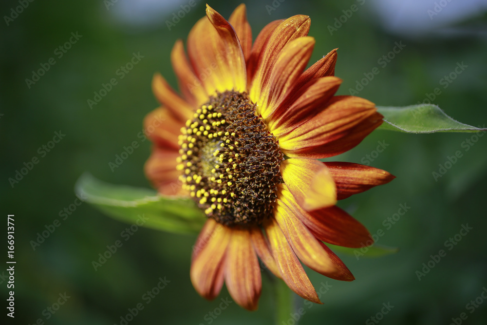 Closeup of red and orange Sunflower growing in garden