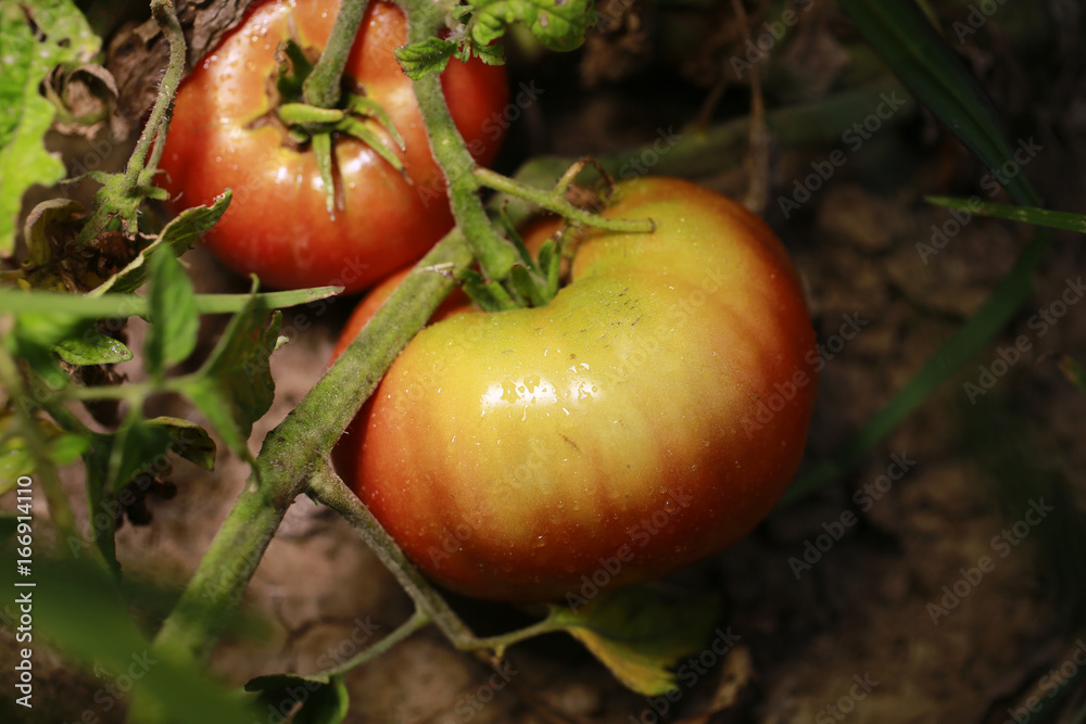 Red tomatoes ripening in the garden Red tomatoes ripening in the garden