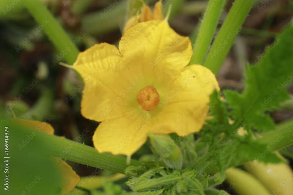 Yellow summer squash bloom in the garden Yellow summer squash bloom in the garden