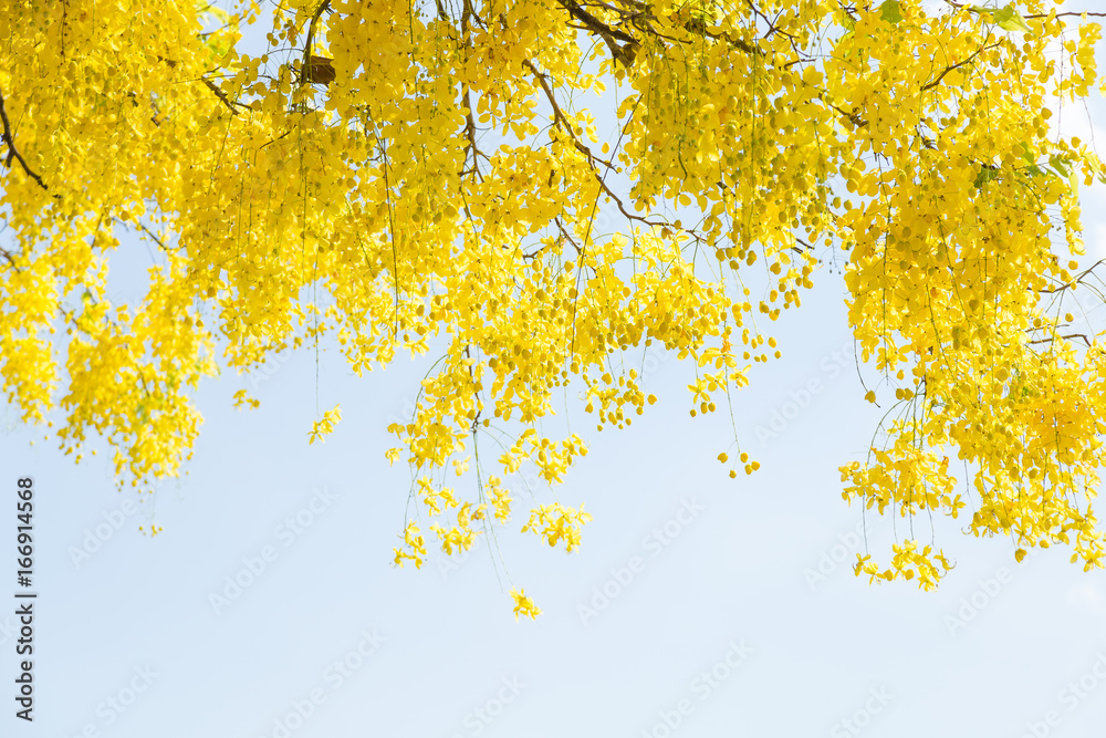 Yellow flowers and sky Yellow flowers and sky