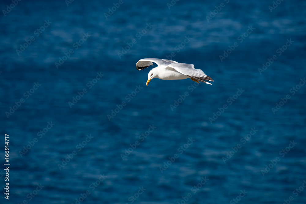 Single Seagull Flying Bird with Open Wings on Clear Blue Sea Single Seagull Flying Bird with Open Wings on Clear Blue Sea