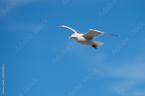 Single Seagull Flying Bird with Open Wings on Clear Blue Sky