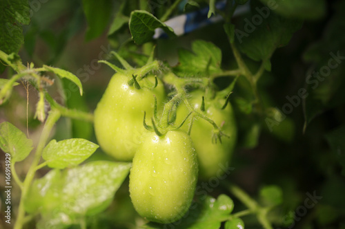 Green tomatoes ripening in the garden
