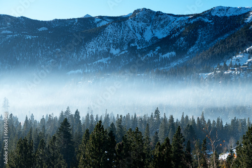 Winter Trees