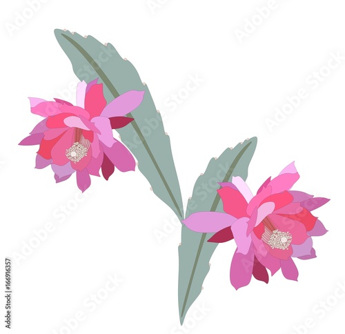 Epiphyllum flowers, isolated on white background. Vector botanical detailed illustration.