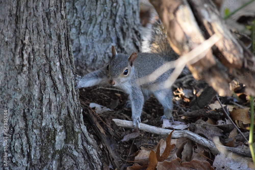 Northern Virgnia Squirrel