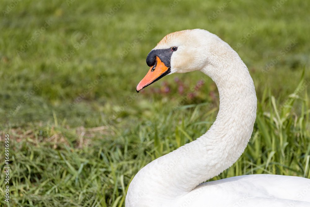 Fototapeta premium Portrait of a mute swan