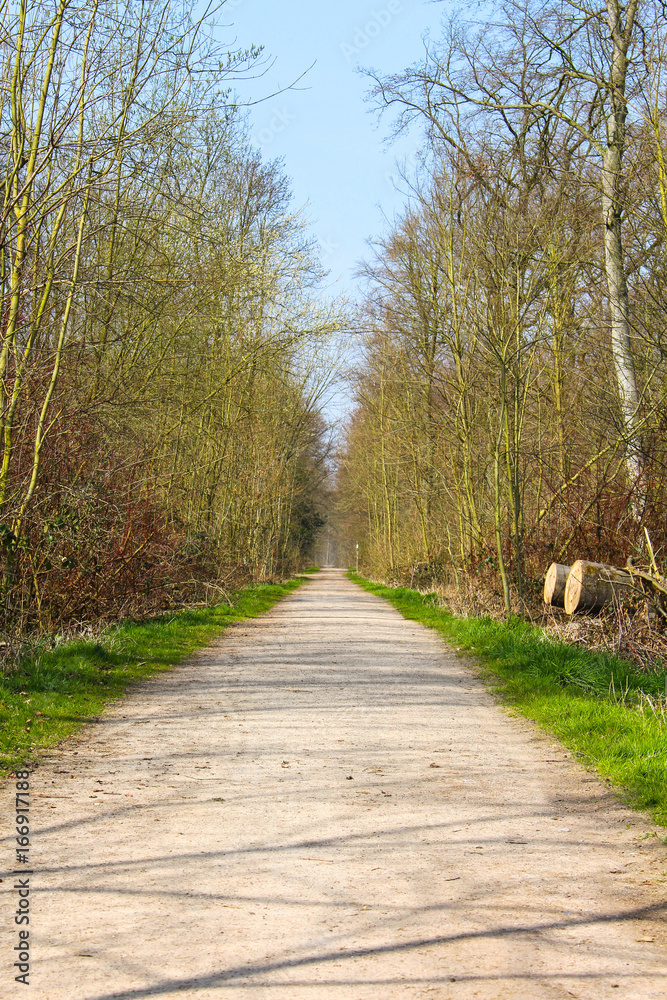 Fototapeta premium Wald Weg