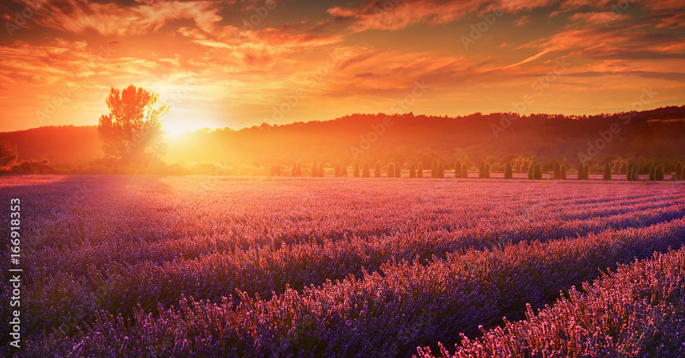 Lavender field at sunset, Provence, France