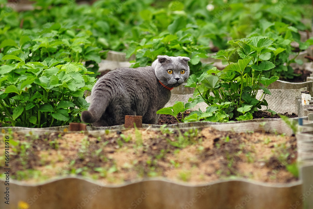 beautiful portrait of a Scottish fold cat beautiful portrait of a Scottish fold cat