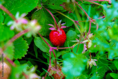 strawberries on branch