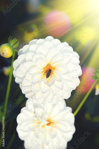 Fototapeta Naklejka Na Ścianę i Meble -  Wunderschöne Blumen im Sommer