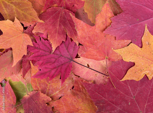 Background of Colorful Autumn Leaves