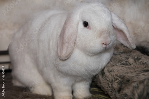 White female mini lop-eared rabbit sitting on floor looking towards camera