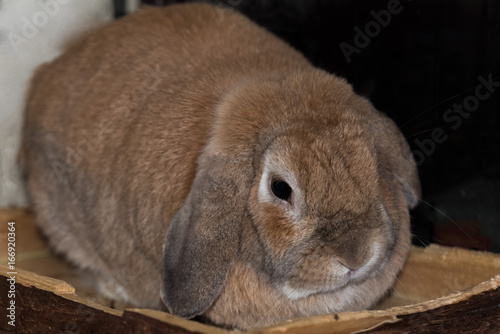 Fawn coloured mini lop-eared rabbit lying down on wooden ledge
