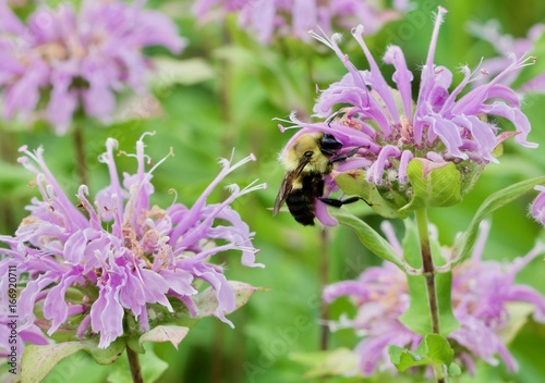 Bumble Bee Reaching Hard