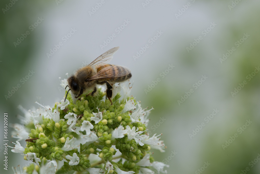 Honey bee collecting nectar from oregano flower Honey bee collecting nectar from oregano flower