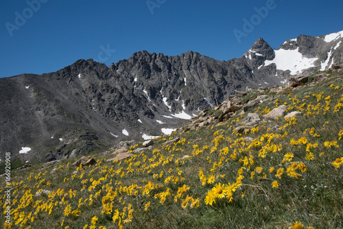 A field of yellow daisy sunflowers in the high altitude of the Rocky Mountains in Colorado