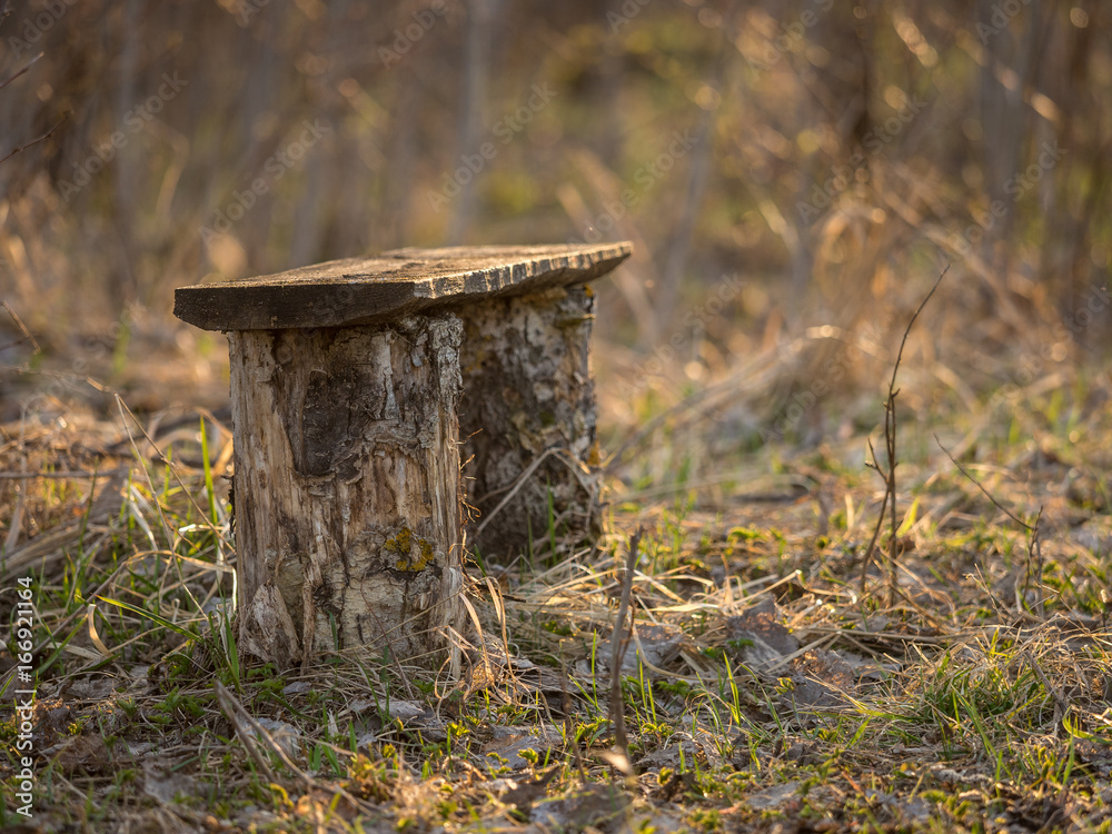 Bench in the forest