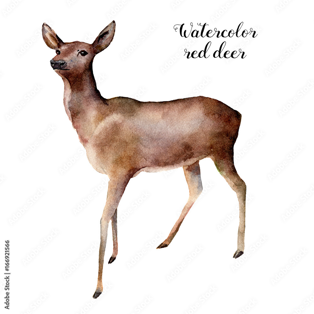 Obraz Akwarela jelenia. Wręcza malującą dzikiego zwierzęcia ilustrację odizolowywającą na białym tle. Boże Narodzenie druk natury dla projektu.