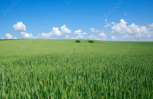 Green field of wheat on background blue sky with clouds