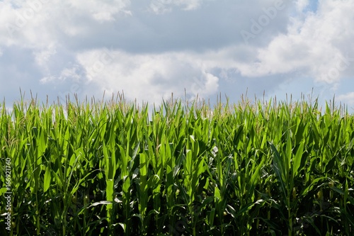 Growing Corn Background Half Sky