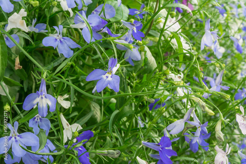 Blue and white Trailing Lobelia Sapphire flowers or Edging Lobelia, Garden Lobelia. photo