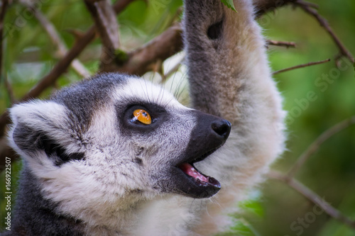 Wild lemur that is curious