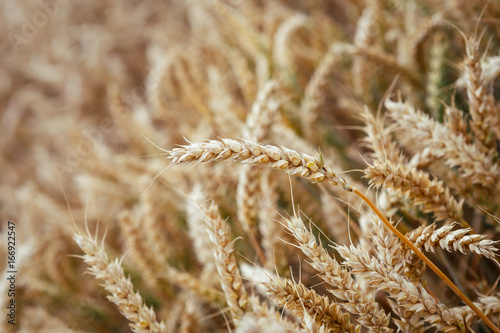 Golden ears of wheat on the field.