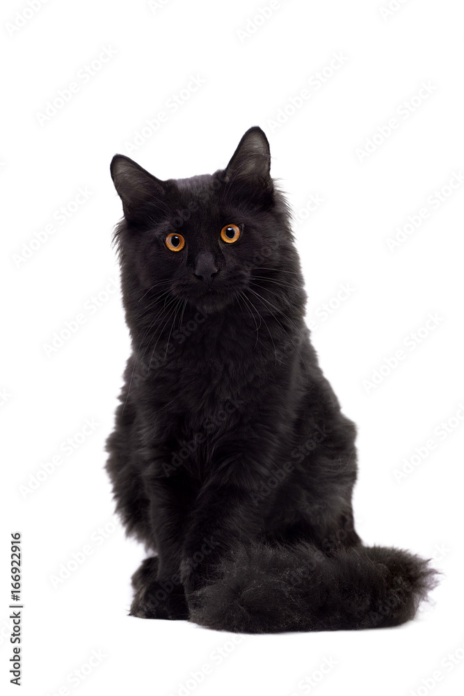 Black Maine Coon cat on white