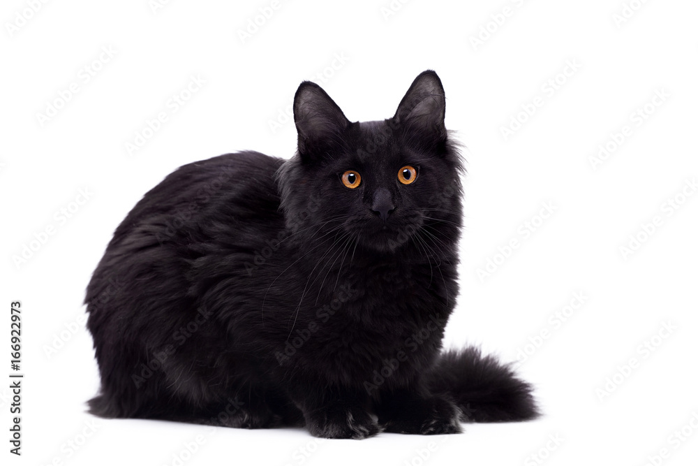 Black Maine Coon cat on white