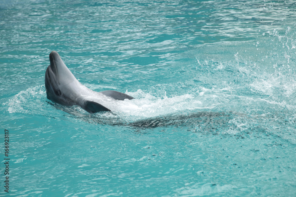 Obraz premium dolphin show