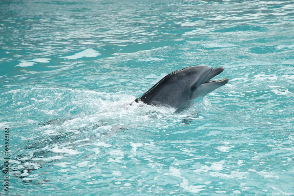 Fototapeta premium dolphin show