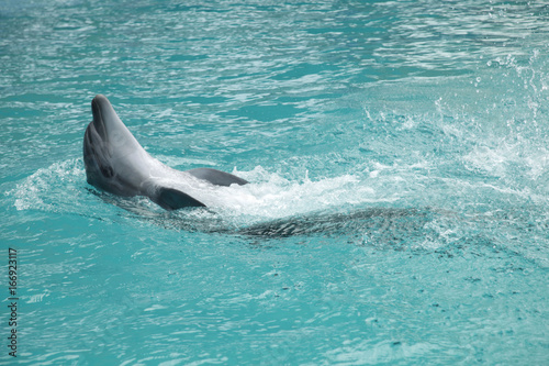 dolphin show