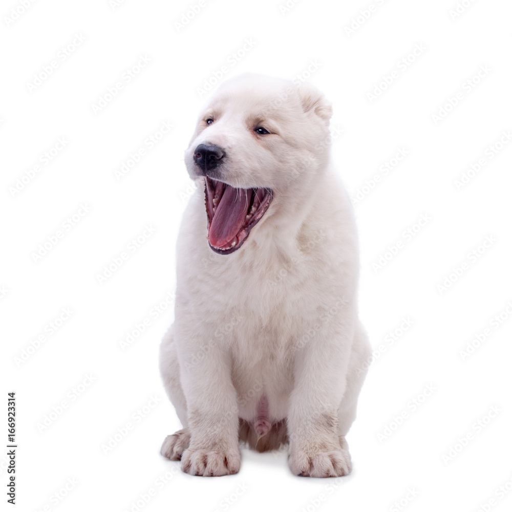 Portrait of a white middle-Asian Shepherd Portrait of a white middle-Asian Shepherd