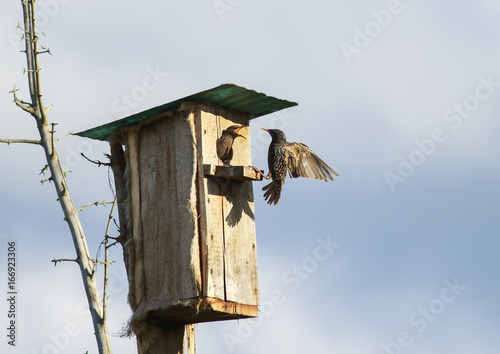 black bird is a Starling flies to feed their Chicks to the house