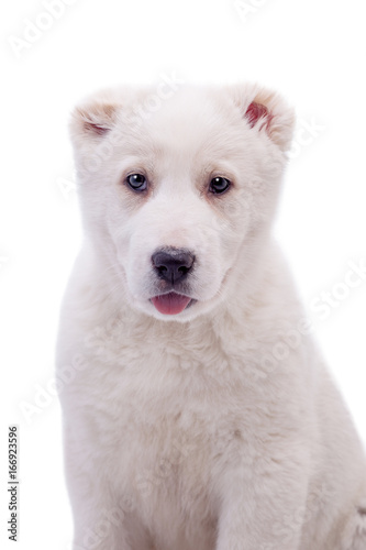 Fototapeta Naklejka Na Ścianę i Meble -  Portrait of a white middle-Asian Shepherd