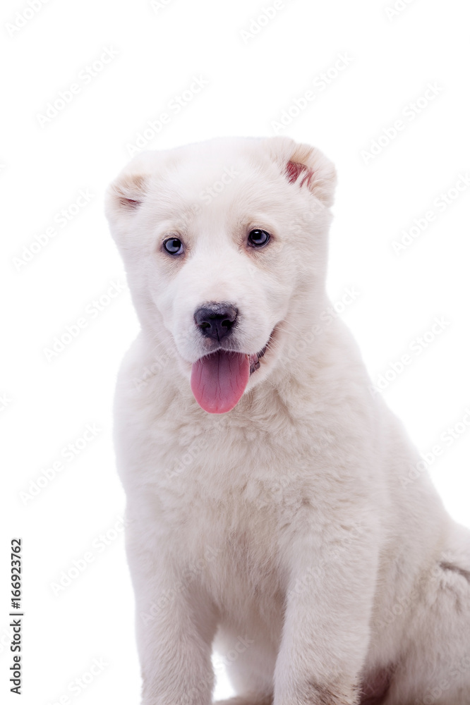 Portrait of a white middle-Asian Shepherd