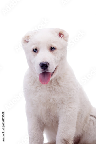 Portrait of a white middle-Asian Shepherd