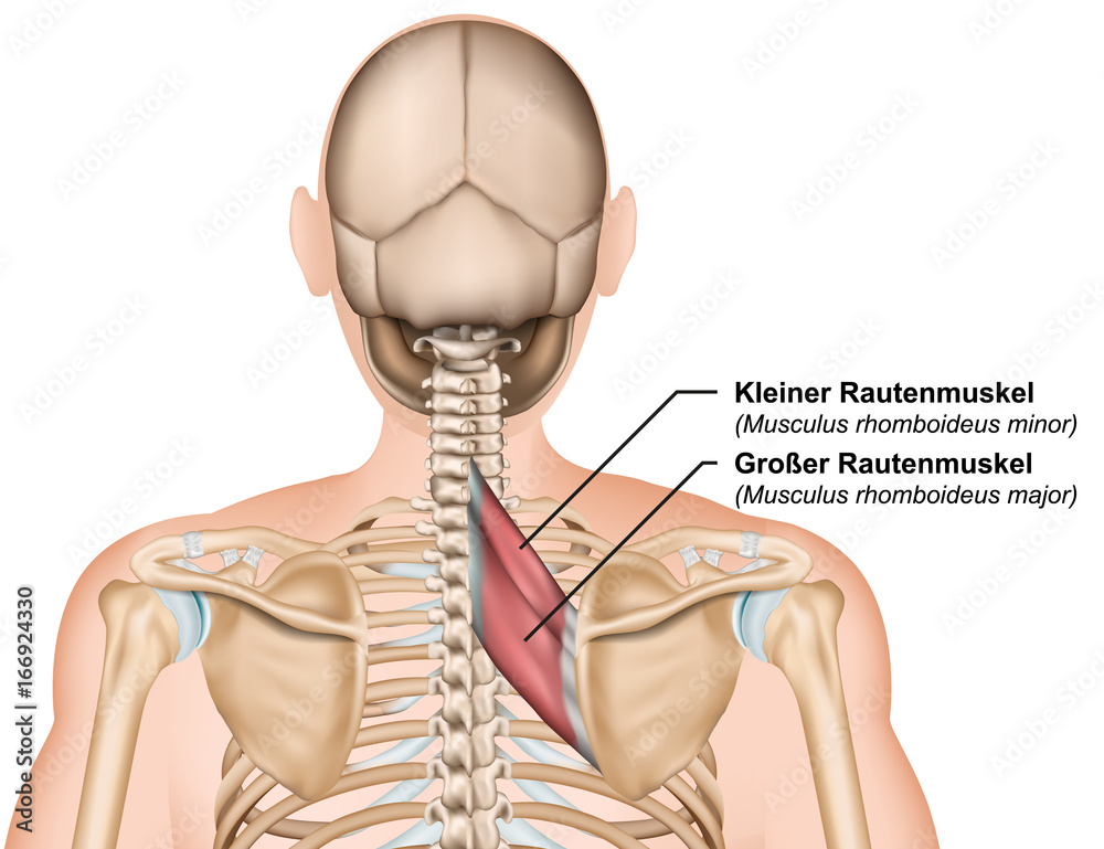 Anatomie Musculus rhomboideus, Rautenmuskel