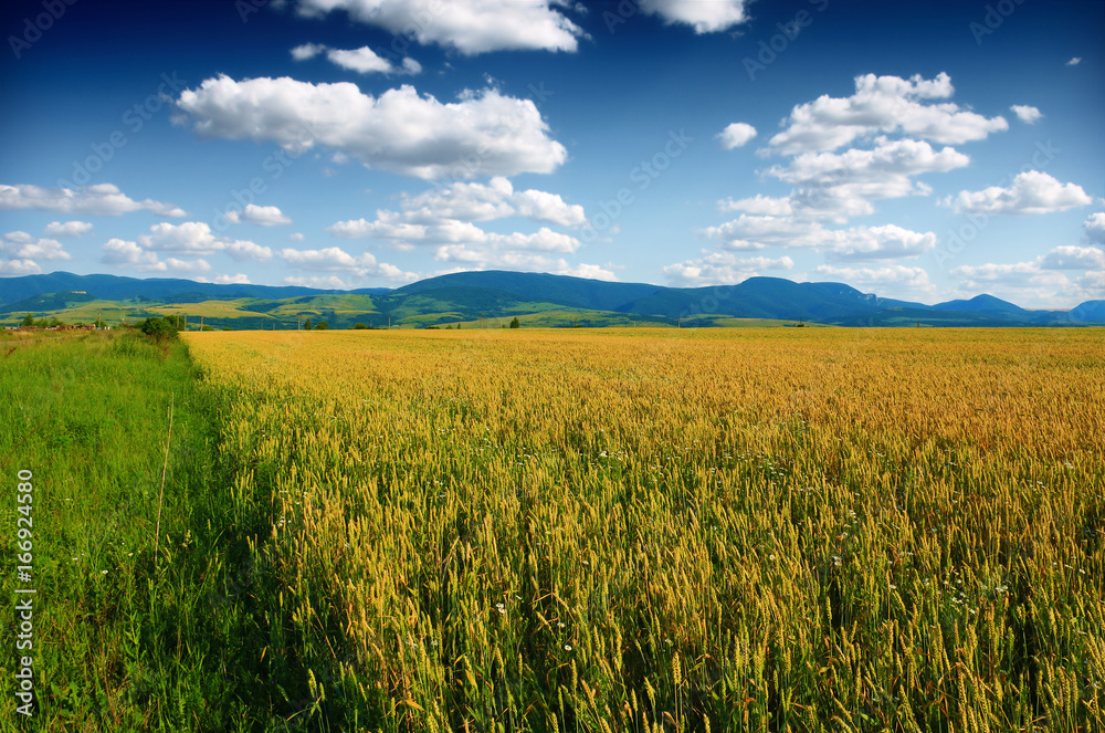 Wheat field against a blue sky